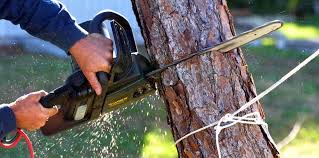 How Our Tree Care Process Works  in Erin, TN